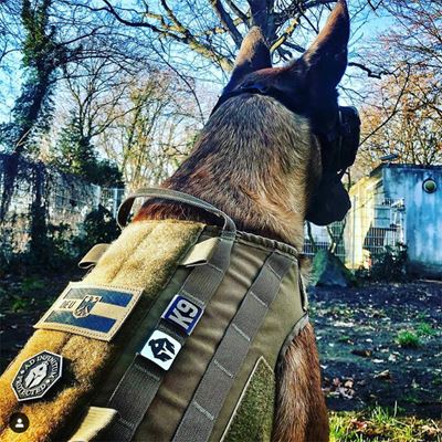 Pas identyfikacyjny MOLLE K9 CZARNY/CZERWONY
